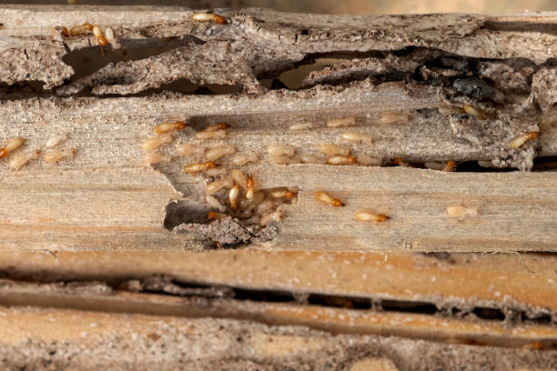 Best Bird Control  in Fridley, MN
